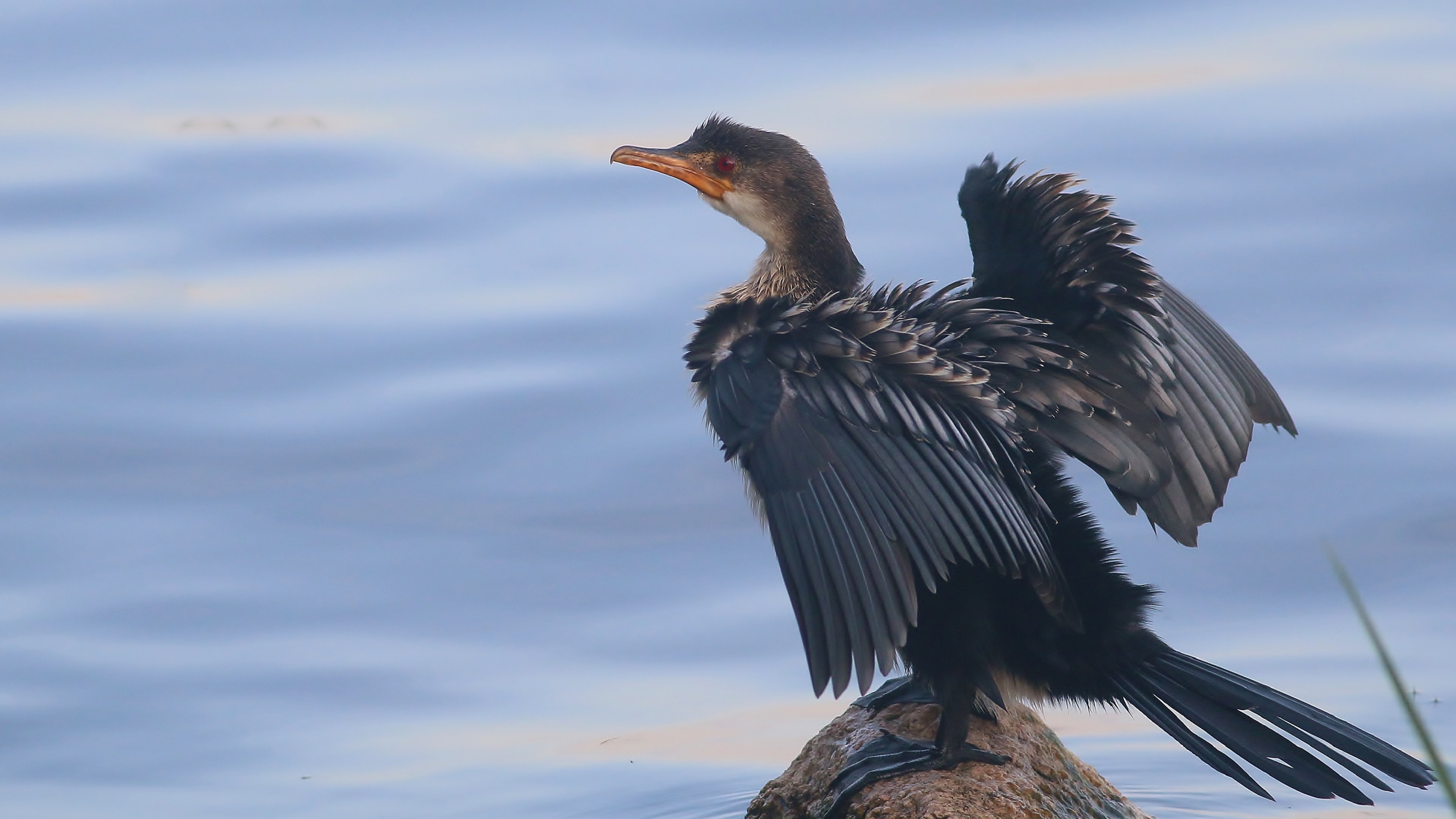 Long-tailed Cormorant